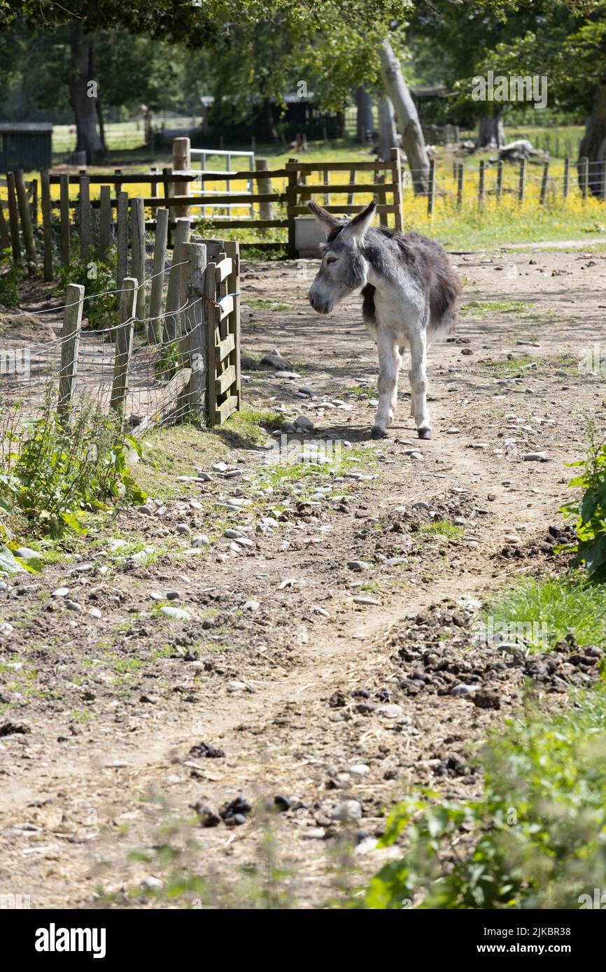 Border Paddock Donkey in a paddock at the Scottish Borders Donkey Sanctuary Stock ...