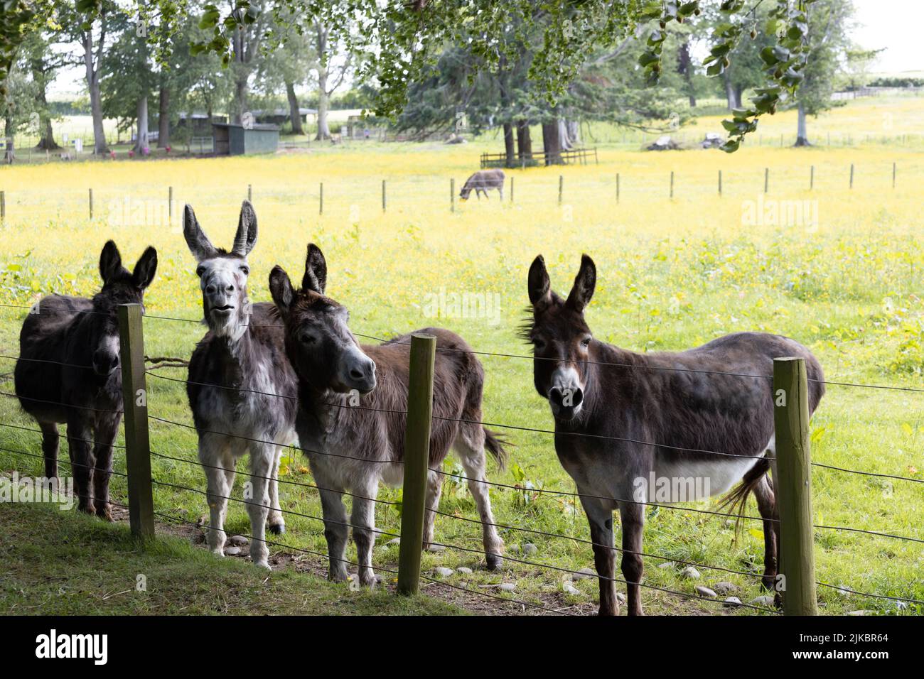 Four donkeys looking over a fence at the Scottish Borders Donkey