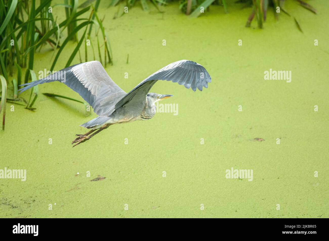Grey heron inflight over green algae covered lake, Pembrokeshire, Wales, UK Stock Photo