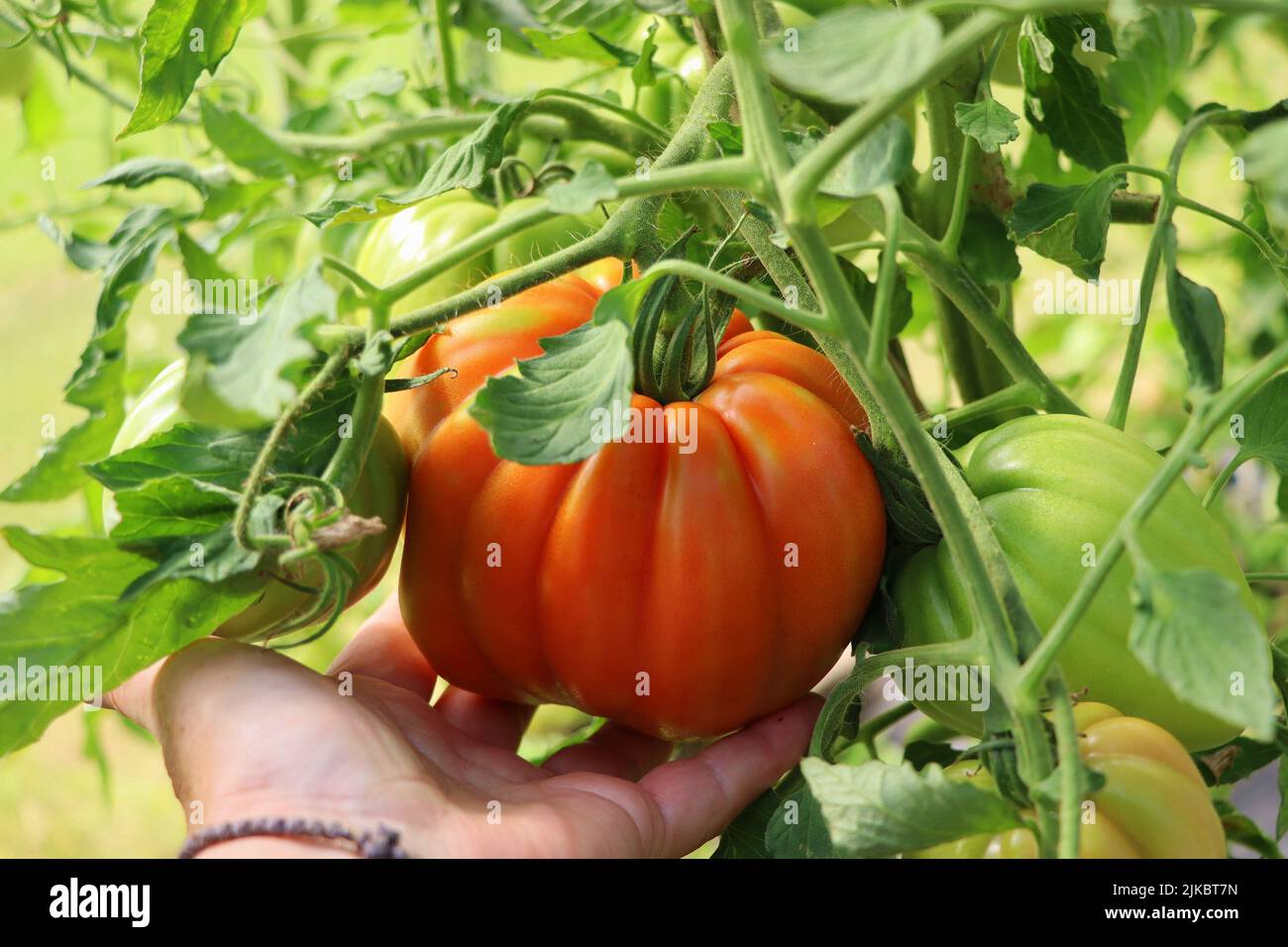 Big beef tomato in farmer hands Stock Photo