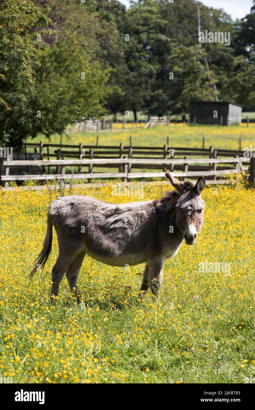 A donkey in a field of buttercup flowers at the Scottish Borders Donkey