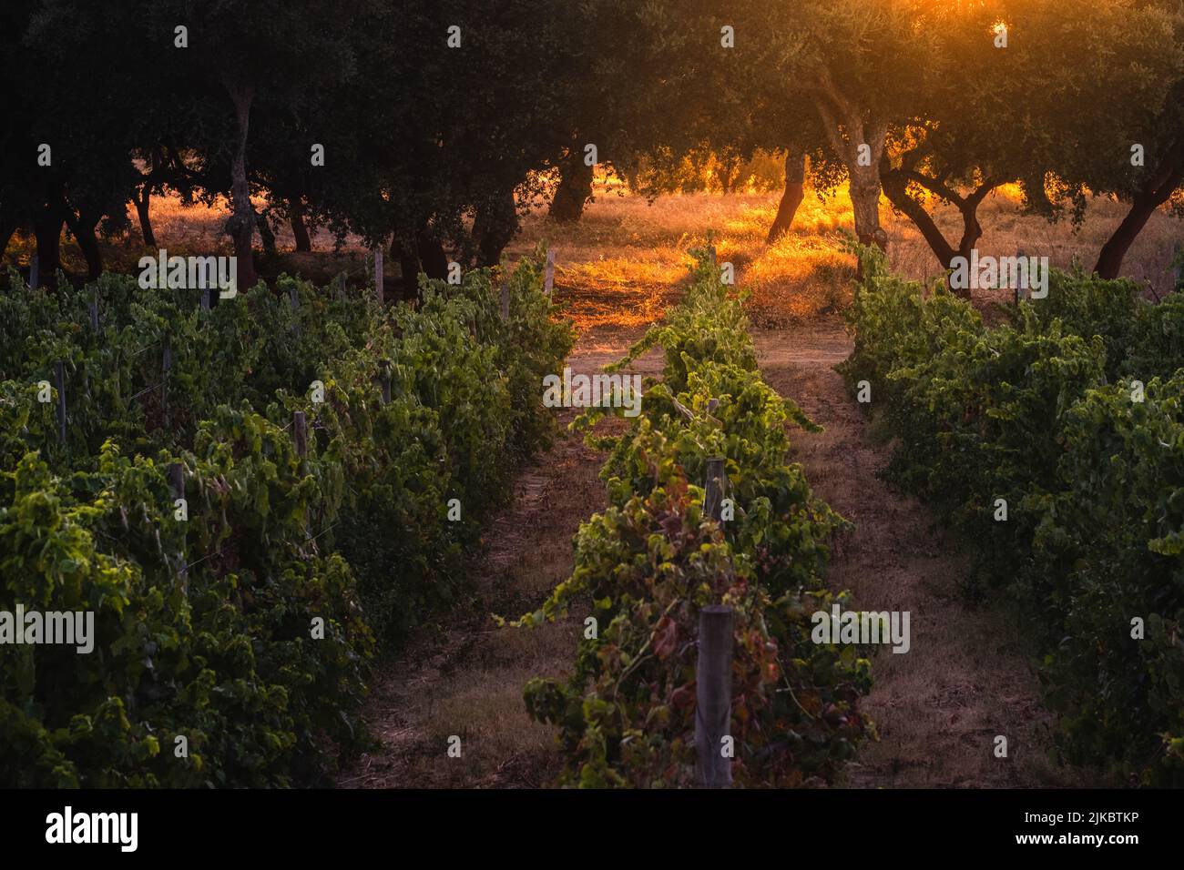 Rows of vines in a vineyard with cork trees on the background being only litted by the sunline of the morning dew Stock Photo