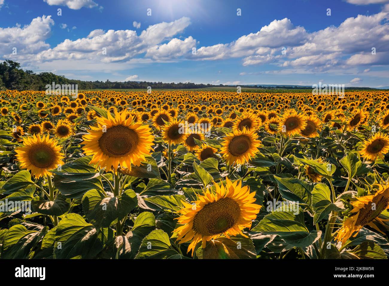 Balatonfuzfo, Hungary - Sunflower field at summertime with sunlight and blue sky with clouds near Lake Balaton. Agricultural background Stock Photo