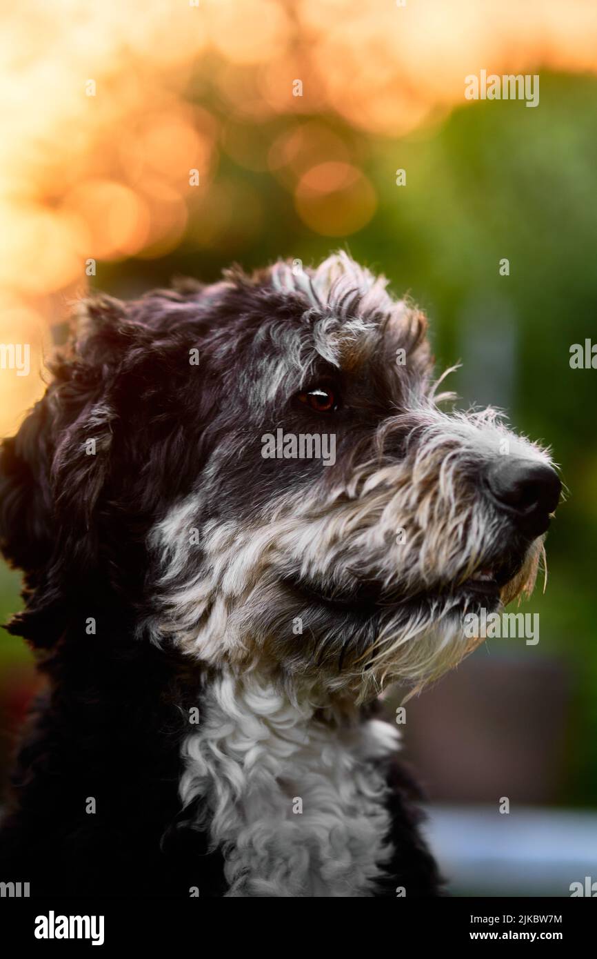 Black white portuguese water dog hires stock photography and images