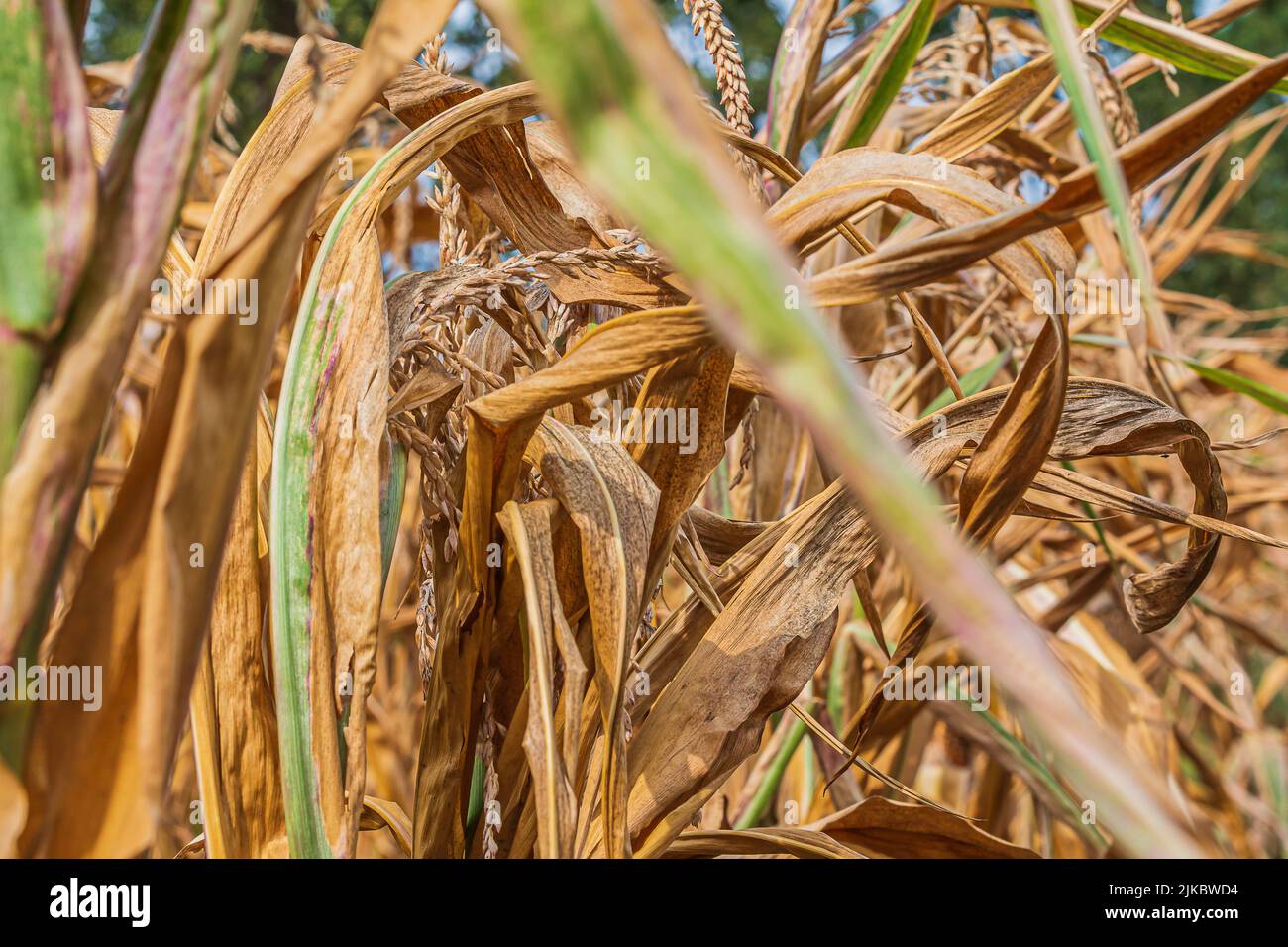 View of a corn field during the day with sunshine. Dried corn plants in summer. browned leaves of grain corn. Ear of grain between the leaves. Grain Stock Photo