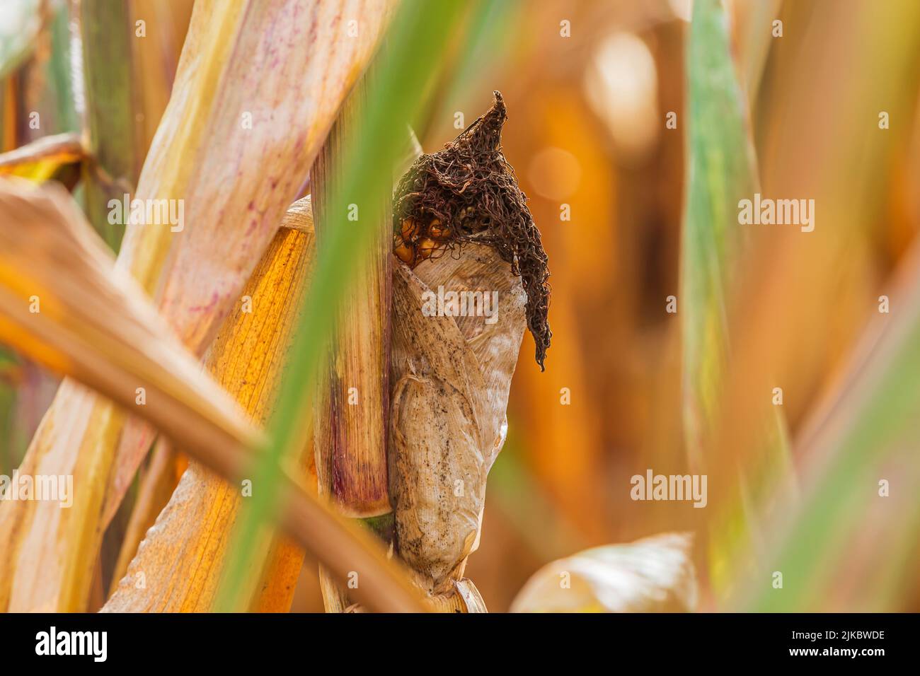 View of a corn field. Corn cobs in the summer in the sunshine. Dried fruit in the cornfield. Brown discolored leaves next to and around the cob. Stock Photo