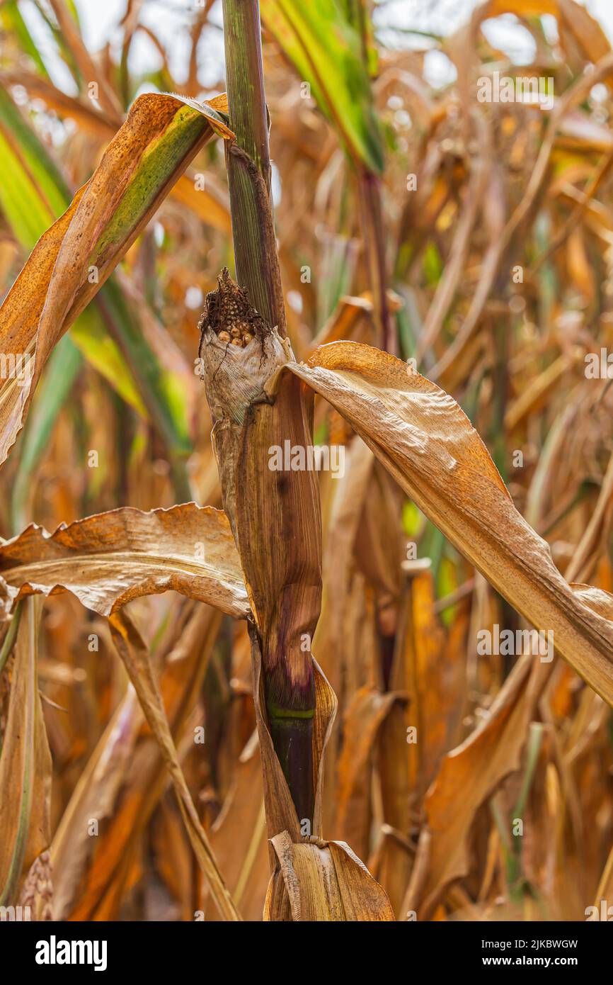 dried up corn plant with corn cobs. Corn field in summer with sunshine. Dried fruit in the cornfield. Corn cobs and brown discolored leaves on the cob Stock Photo