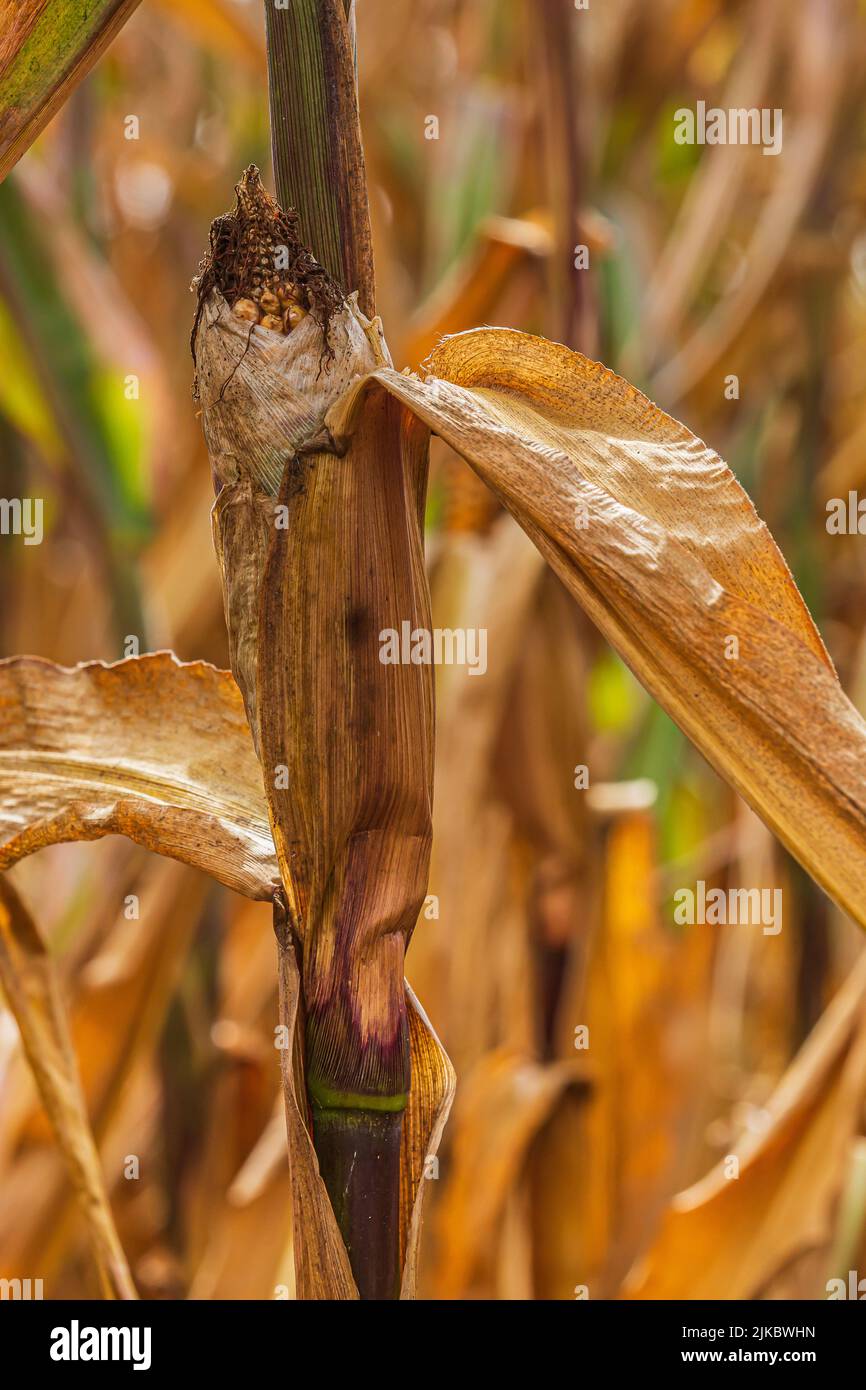 dried up corn plant with corn cobs. brown leaves on the cob of corn. Corn field in summer with sunshine. Ears of fruit in the grain field during droug Stock Photo