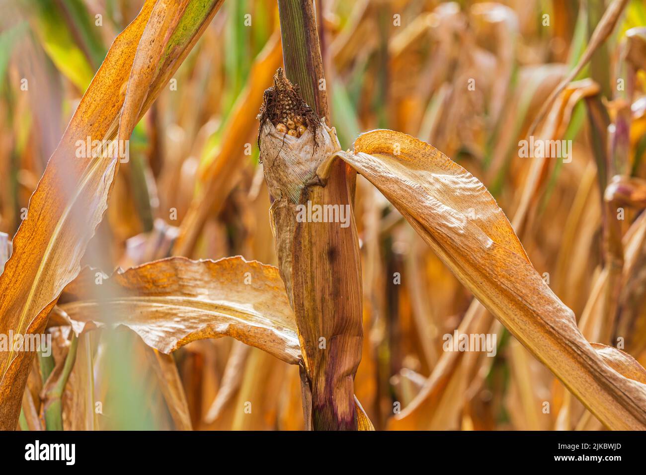 Direct view of a corncob. Corn field in summer with sunshine. Dried fruit in the cornfield. Dried up corn cobs and brown discolored leaves. Stock Photo
