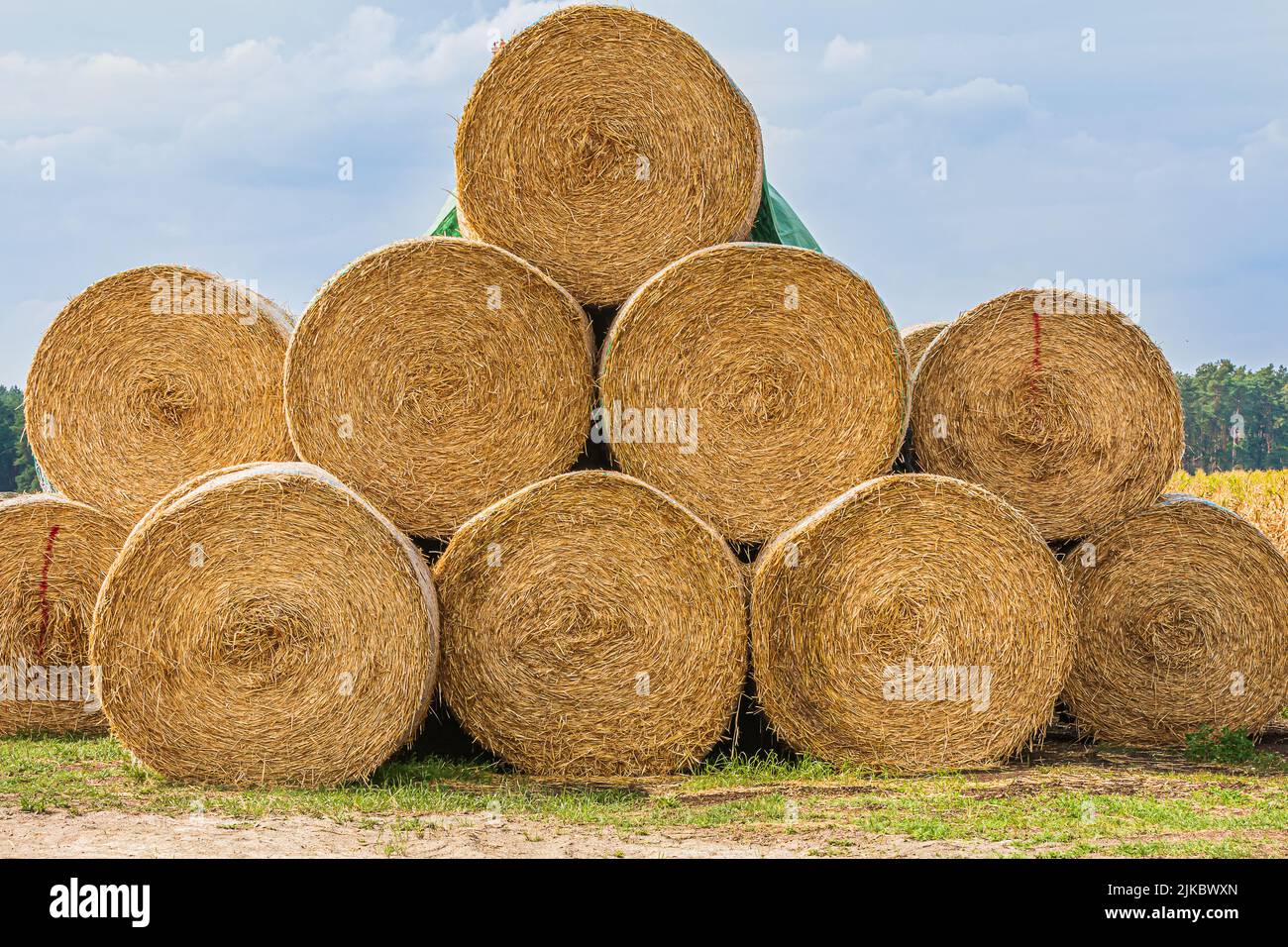 stacked hay bales after harvest at the edge of the field. dry straw pressed into individual straw bales. Pile of straw bales. Structures of hay and st Stock Photo