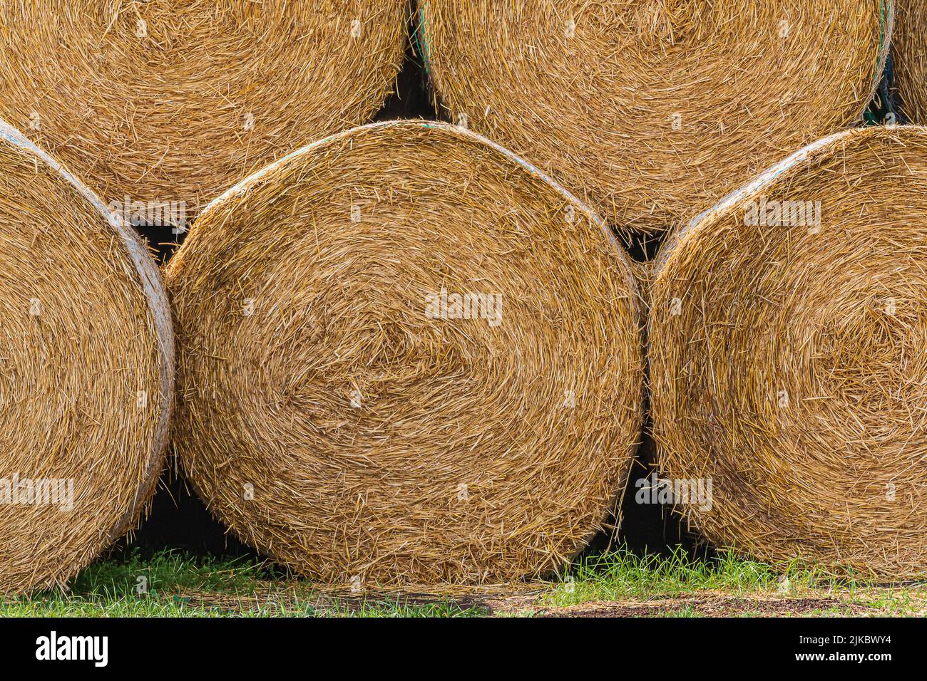 Hay bales at the edge of the field after harvest. Straw and hay pressed into straw bales. hay bales next to each other. Structures of dry golden brown Stock Photo