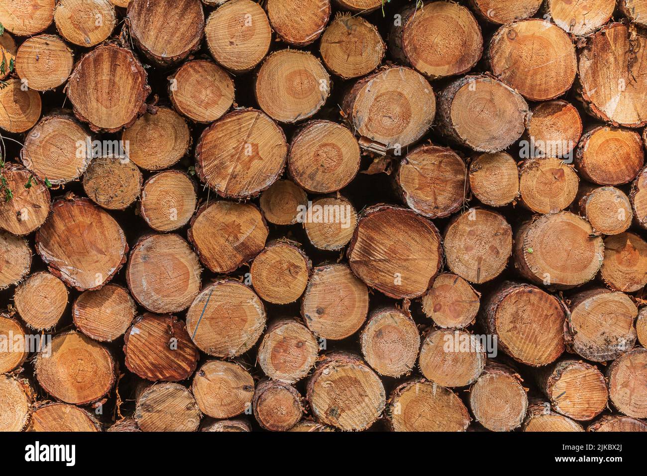 Stacks of logs a day. Stacked pine trunks after felling. Sorted wood at harvest time. Many sawed logs with visible growth rings. reddish orange color Stock Photo