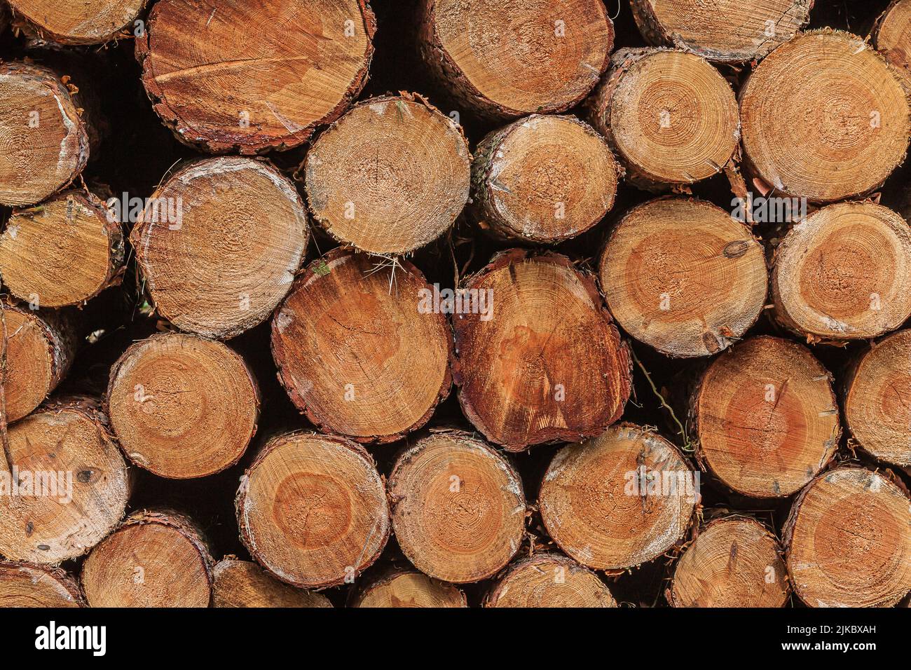 View of many stacked logs. Sorted wood at harvest time. stacked pine trunks after felling. Many sawed logs with visible growth rings. reddish colour Stock Photo