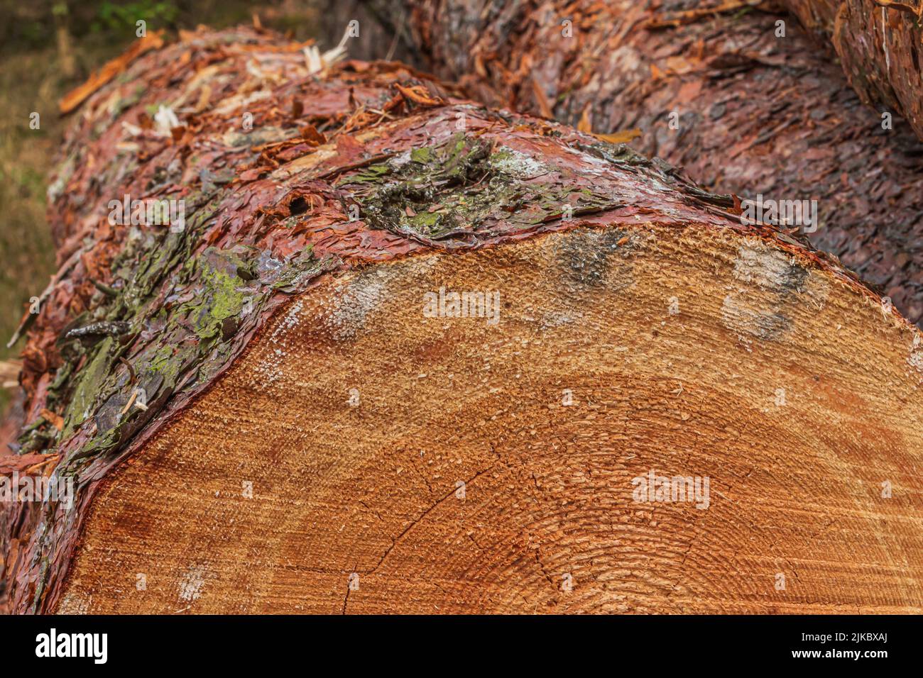 Large log after felling. Pine trunk with bark. Log of a log in the forest. Detailed view of the cutting edge. yellow, brown reddish coloring of the gr Stock Photo