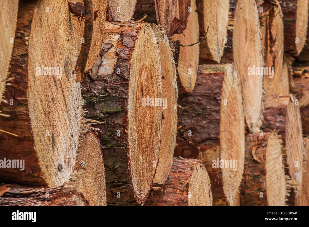 Side view of pine trunks after felling. big pile of logs. Timber harvesting from trees. Tree trunks with bark. yellow, brown, reddish coloring of the Stock Photo