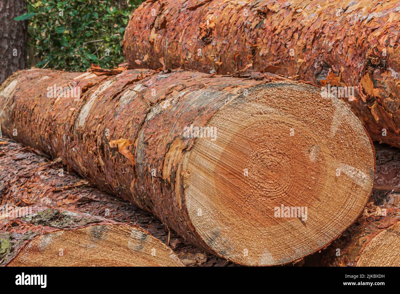 several logs in a pile. Pine trunk with bark after felling. Logs of wood from a log in the forest. Detailed view of the cutting edge. yellow, brown re Stock Photo