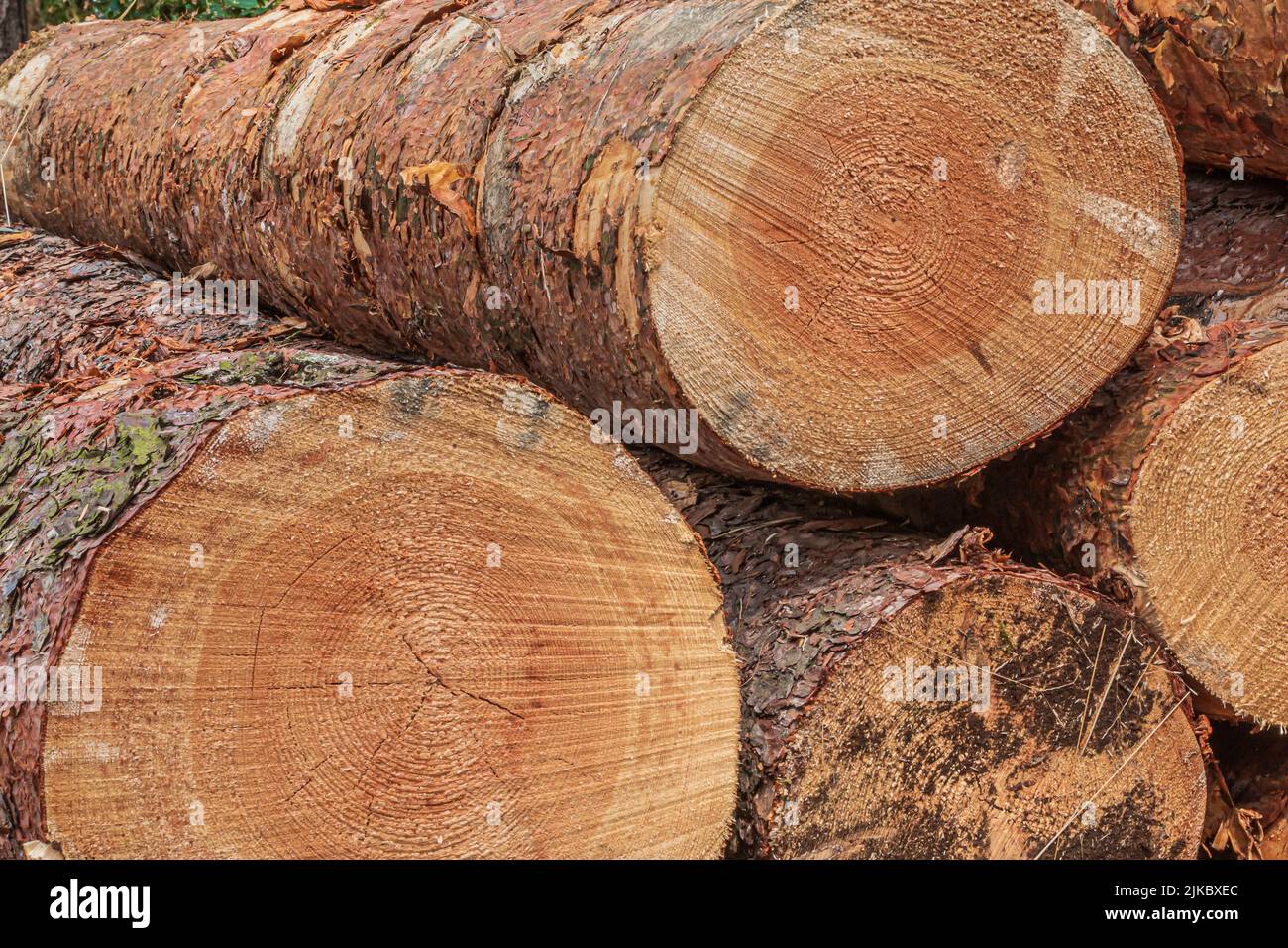 large stumps in a heap. Pine trunks after felling in the forest. Sawn tree trunks with bark. Annual rings in cross-section in reddish, brown, yellow Stock Photo