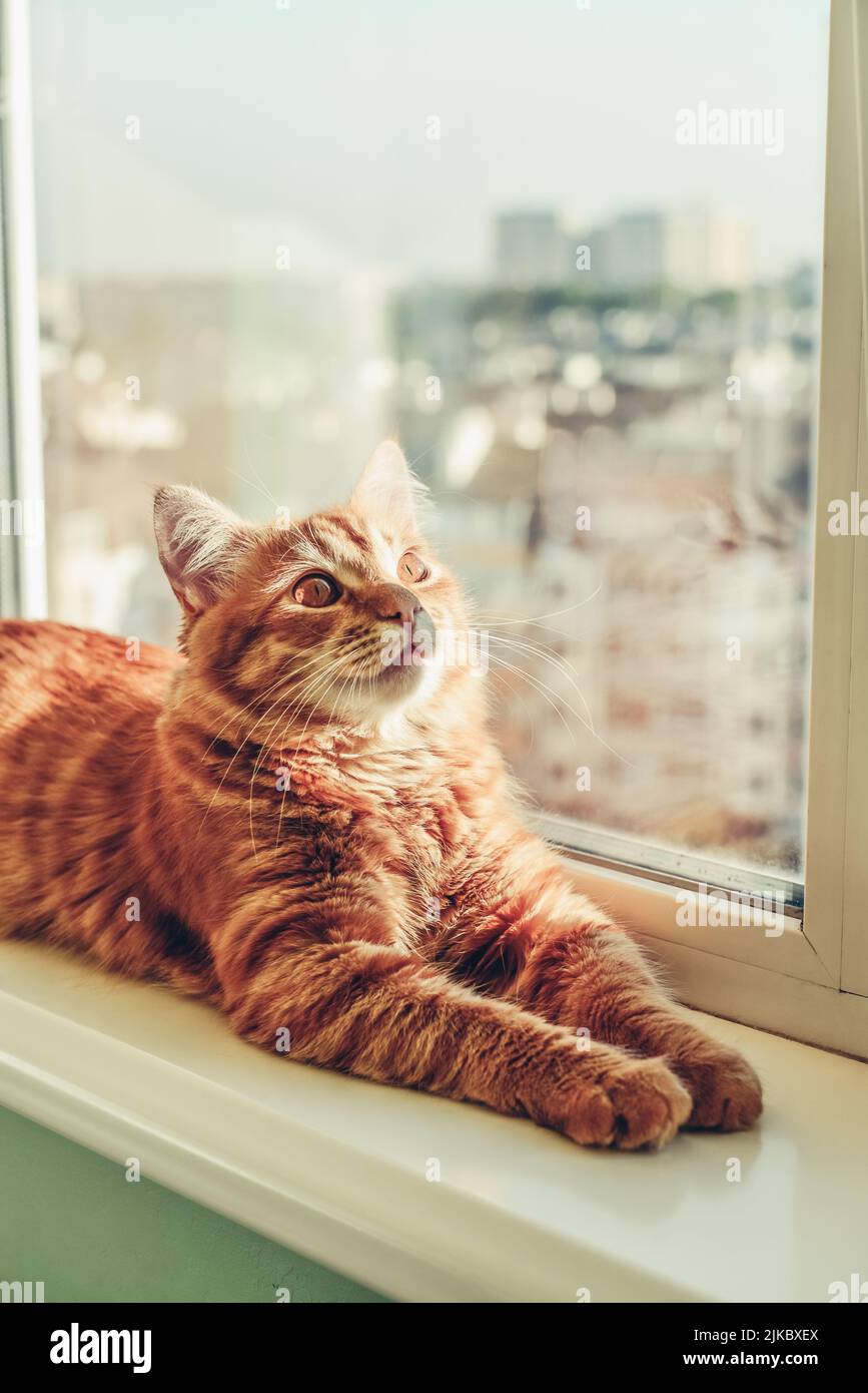 Cute ginger cat sleeping on the windowsill closeup Stock Photo