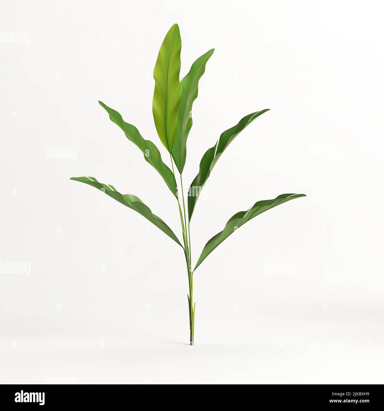 3d illustration of heliconia tree isolated on white background Stock ...