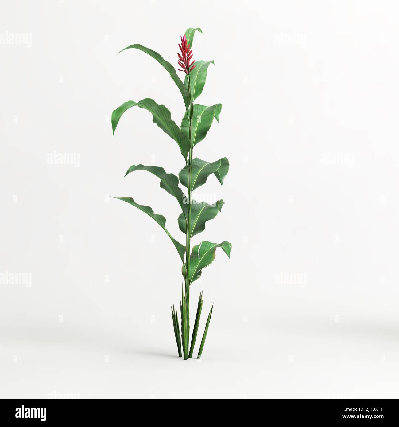 3d illustration of heliconia tree isolated on white background Stock ...