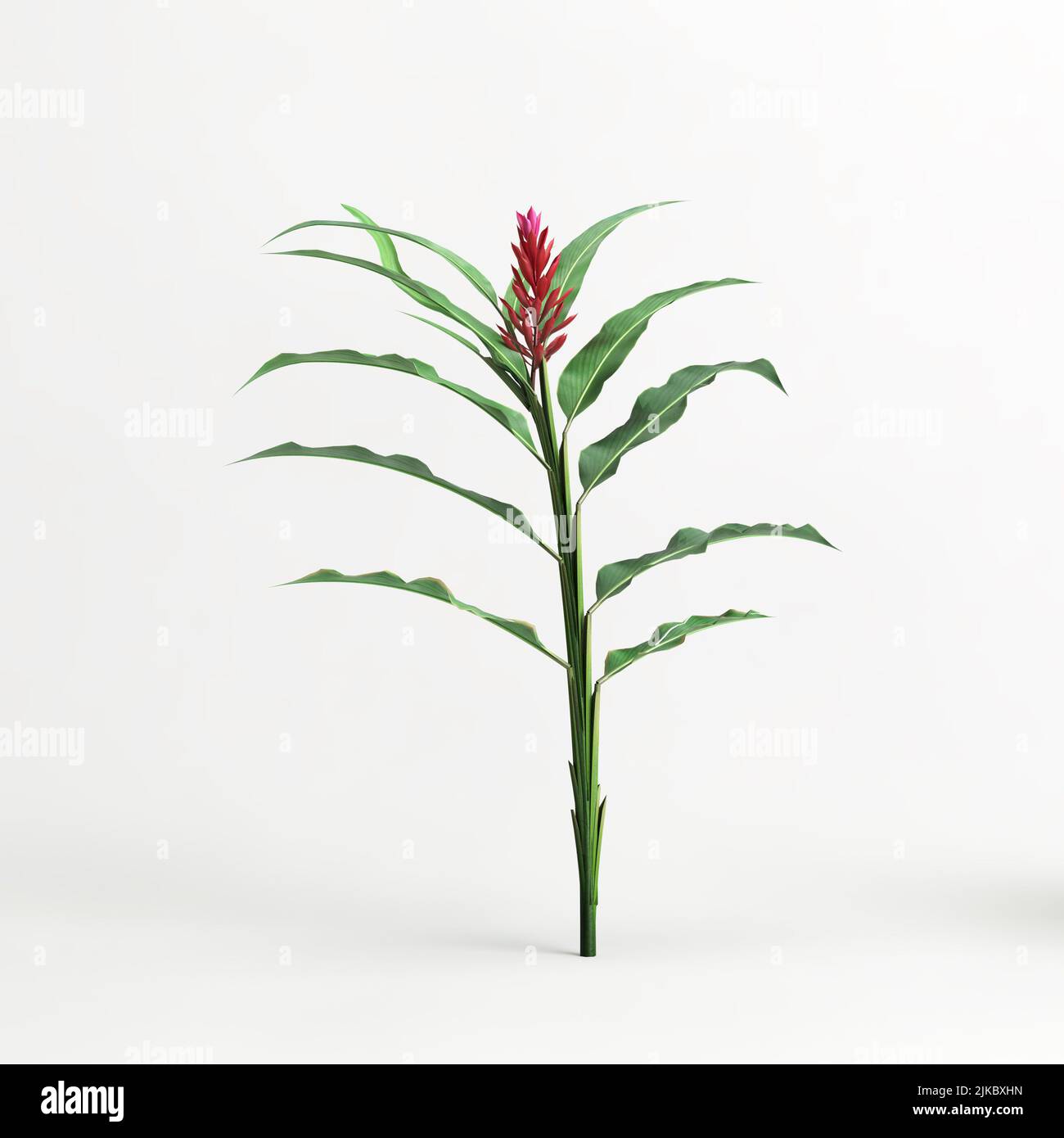 3d illustration of heliconia tree isolated on white background Stock ...