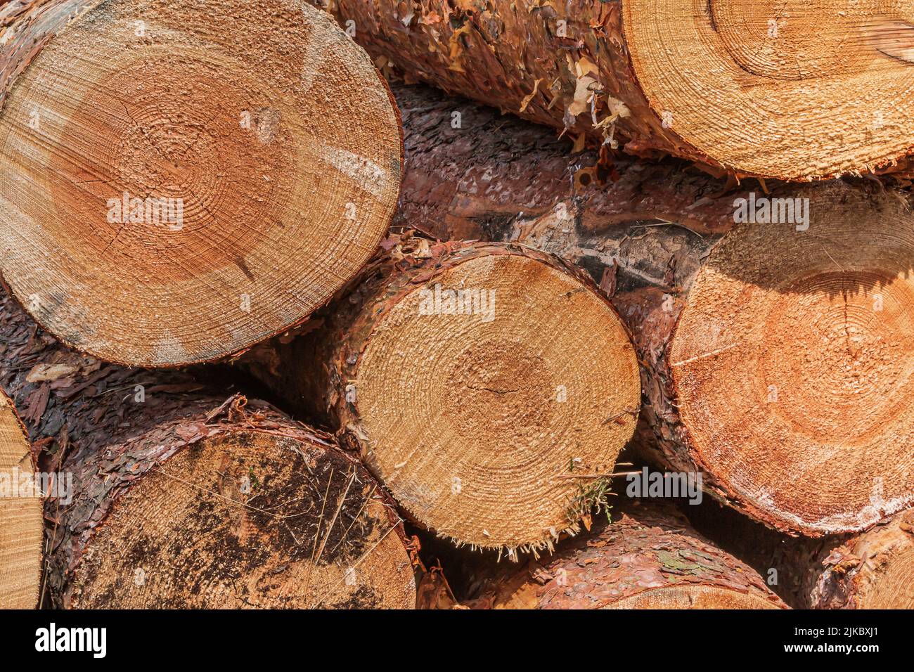 several large sawed logs in a heap. Stack of pine logs with barks after felling in the forest. Annual rings in cross-section in reddish, brown, yellow Stock Photo
