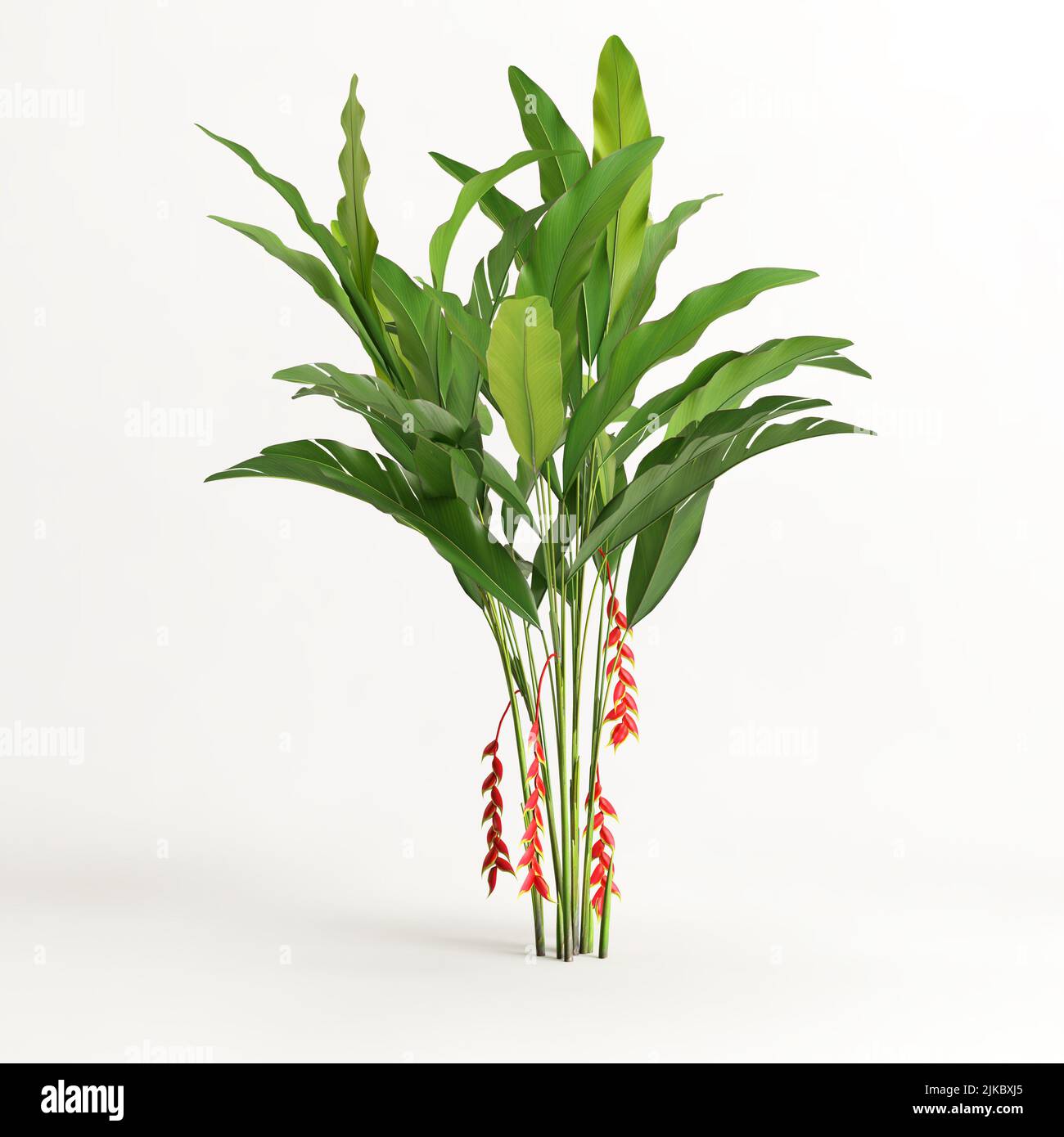 3d illustration of heliconia tree isolated on white background Stock ...