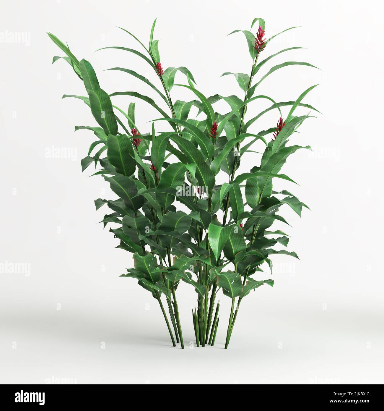 3d illustration of heliconia tree isolated on white background Stock ...