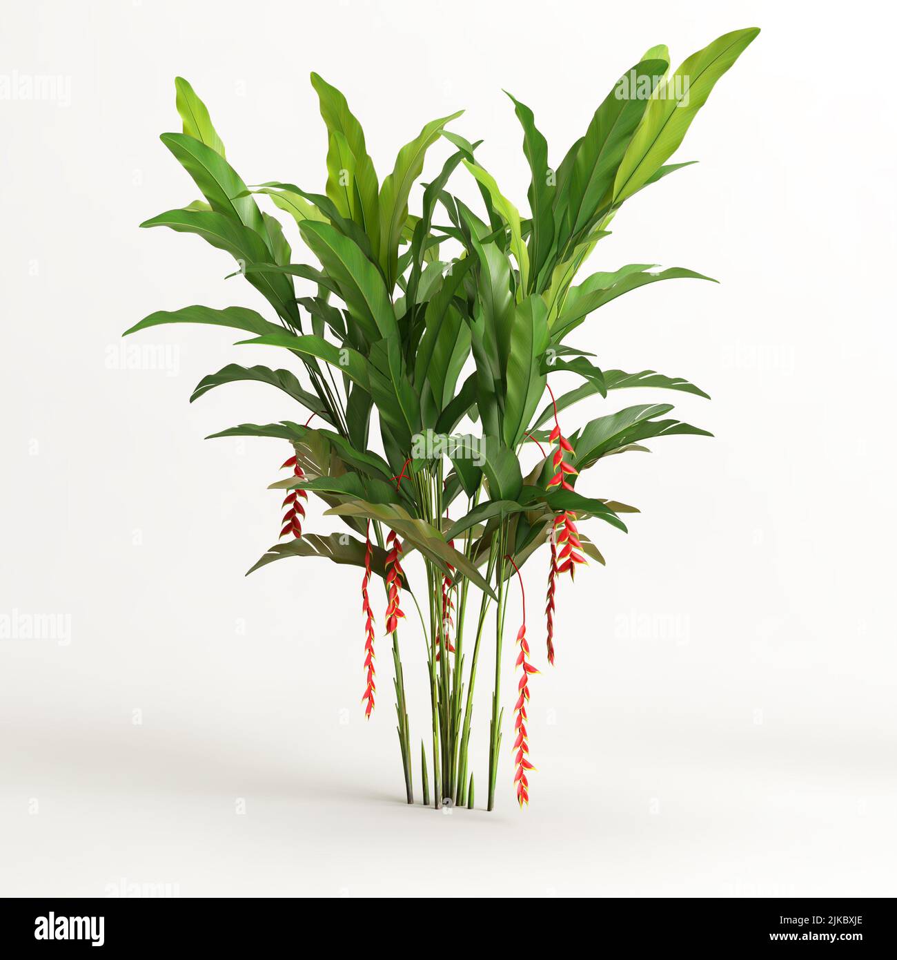 3d illustration of heliconia tree isolated on white background Stock ...