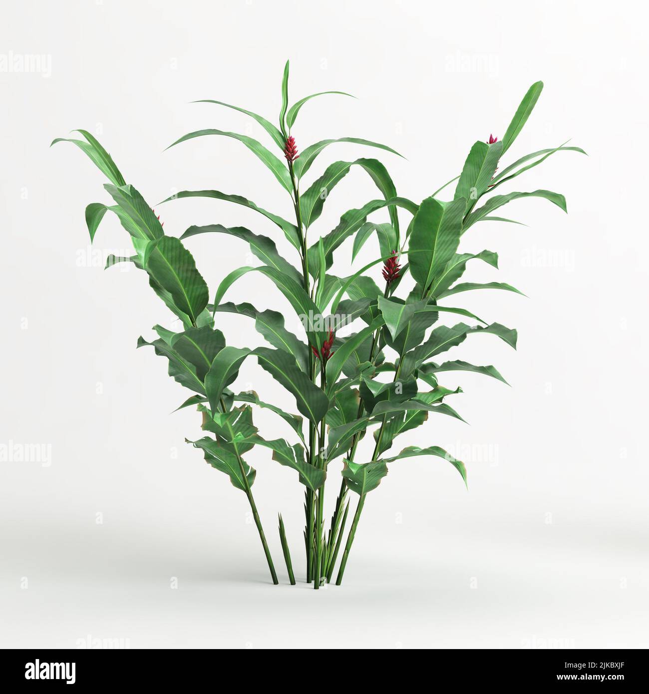 3d illustration of heliconia tree isolated on white background Stock ...