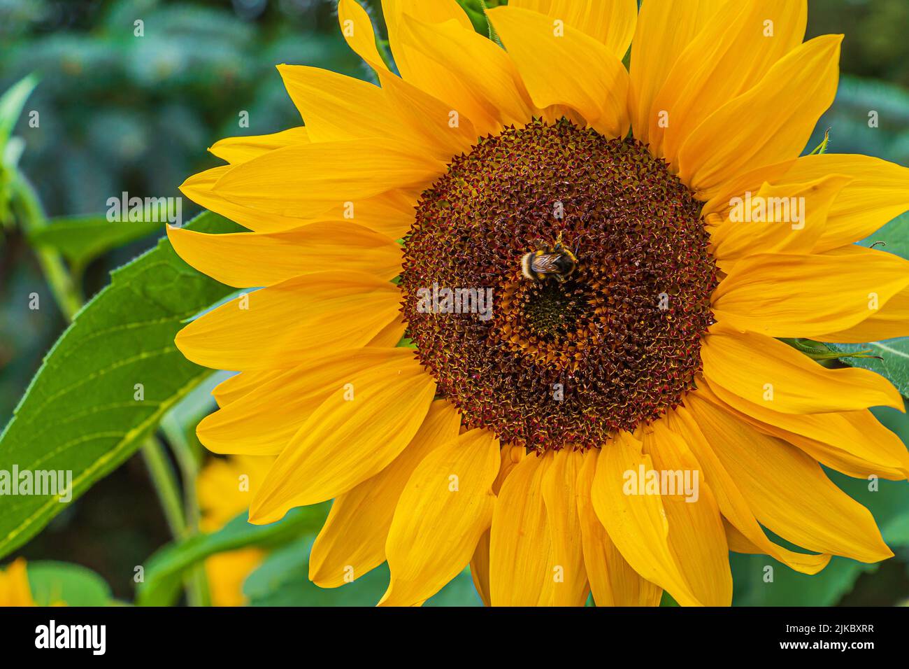 Large sunflowers in bloom. perfect yellow leaves of the flower. Sunflower seeds in the center of the flower. single bee on the flower. Green leaves Stock Photo