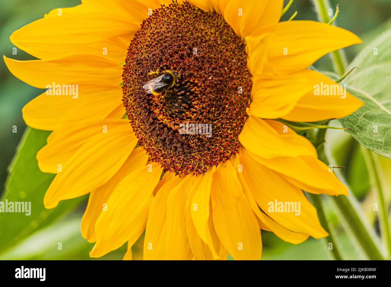 Detail of a large sunflower in bloom. rich yellow leaves of an open flower. Single bee on sunflower seed in center of flower. Green leaves of sunflowe Stock Photo