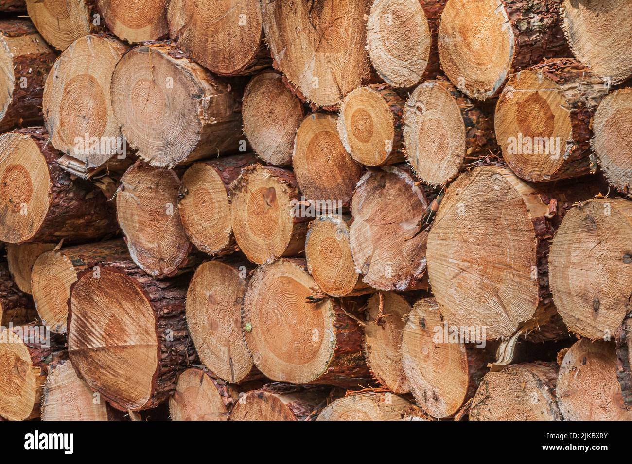 Ends of sawn tree trunks. Pile of felled trees. side view of several sawn pine logs with bark in a pile after harvesting in the forest. Annual rings Stock Photo