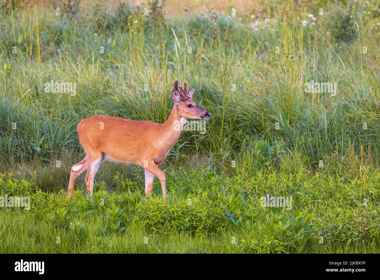 Young white-tailed buck in a summer field. Stock Photo