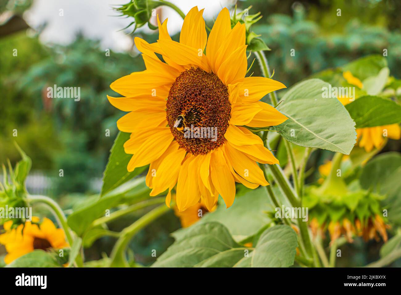 Single bee on a large sunflower in bloom. rich yellow leaves of an open flower. Sunflower seeds in the center of the flower. Green leaves of sunflower Stock Photo