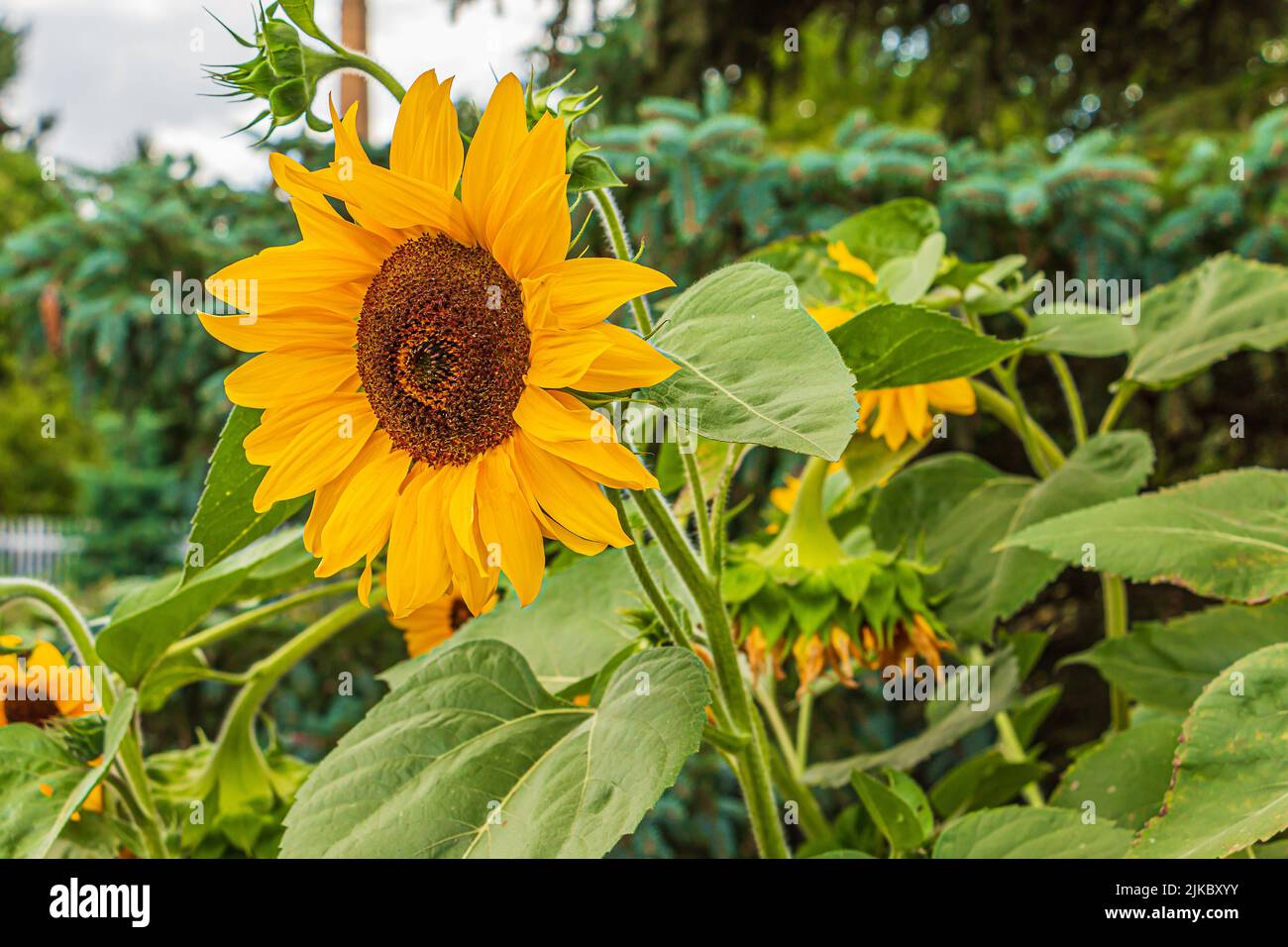 Sunflower in summer with bright yellow petals. Details of a flower open blossom. Sunflower seeds inside the flower head. Plant stem and green leaves Stock Photo