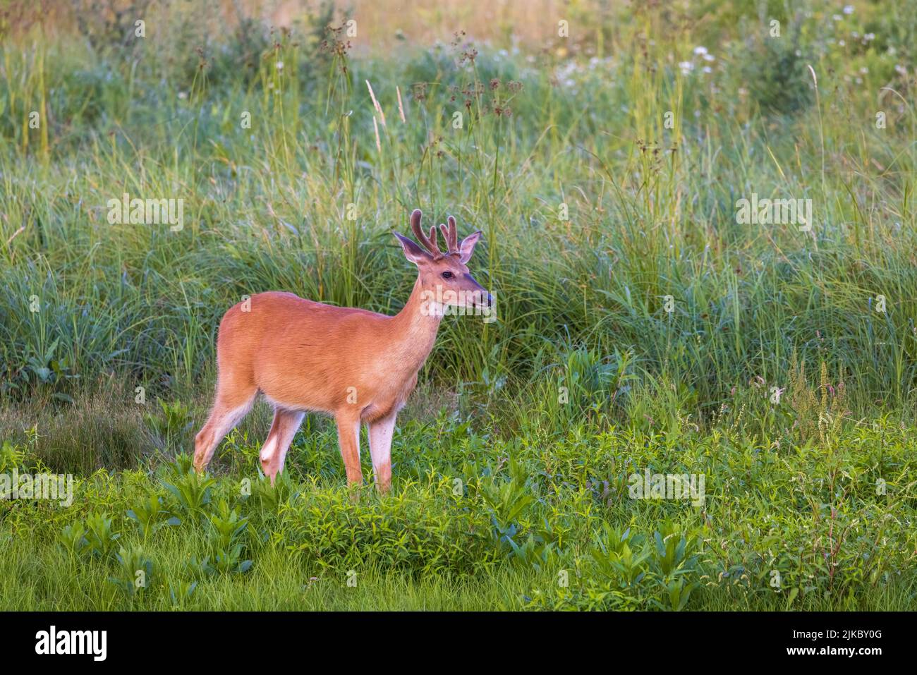Young white-tailed buck in a summer field. Stock Photo