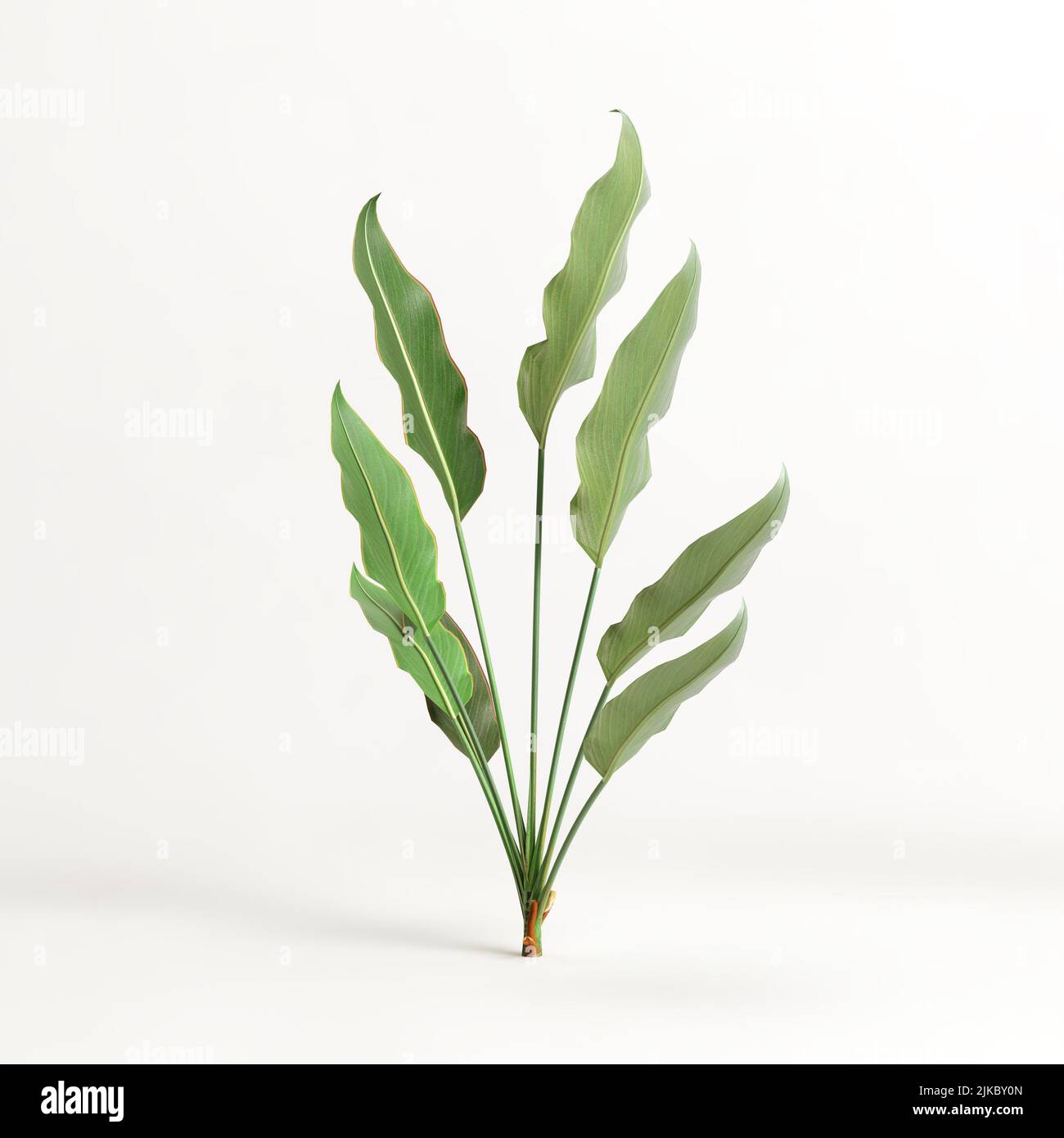 3d illustration of heliconia tree isolated on white background Stock ...