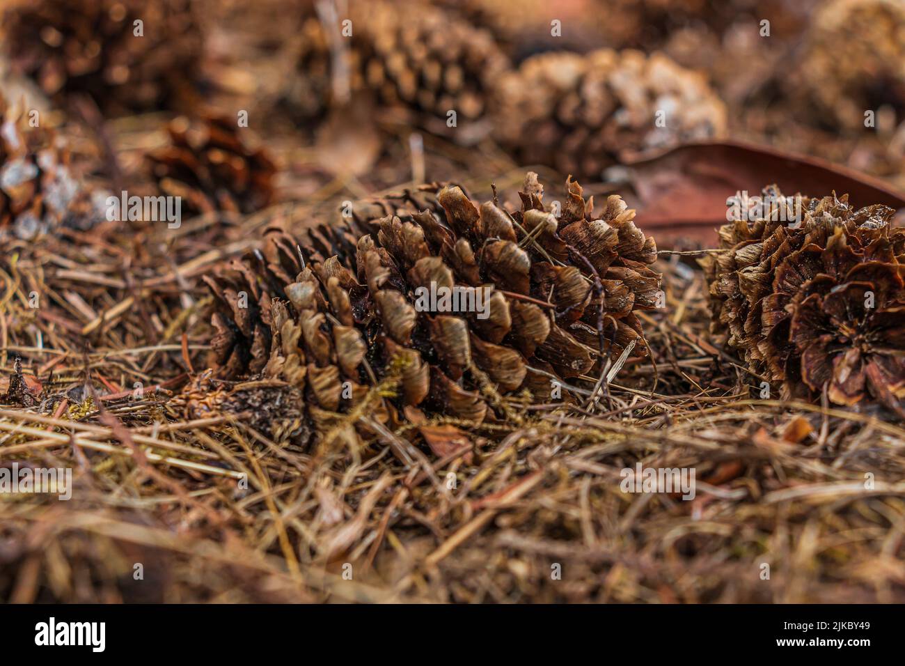 Pine cones lying on the ground. Brown open pine cone between brown pine needles. Structures of the scales of the empty pine cone. Spindle arranged Stock Photo