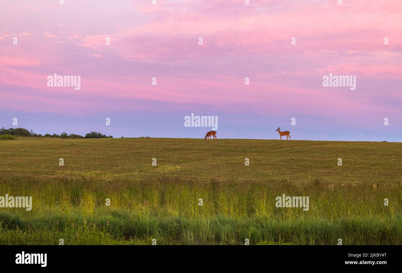 A colorful sky behind two white-tailed does walking on a hilltop in northern Wisconsin. Stock Photo