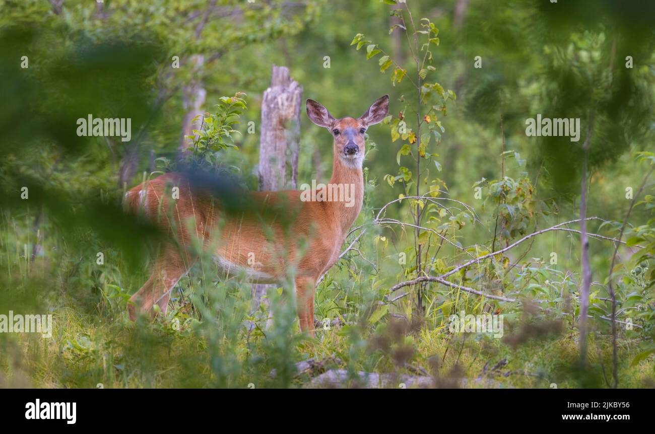 White-tailed doe framed by vegetation in a recently logged woodland. Stock Photo