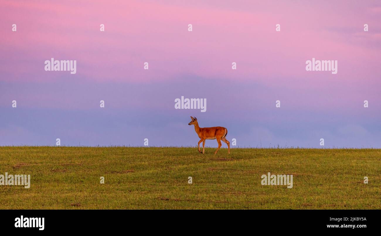 A beautiful sky behind a white-tailed doe walking on a hilltop in northern Wisconsin. Stock Photo