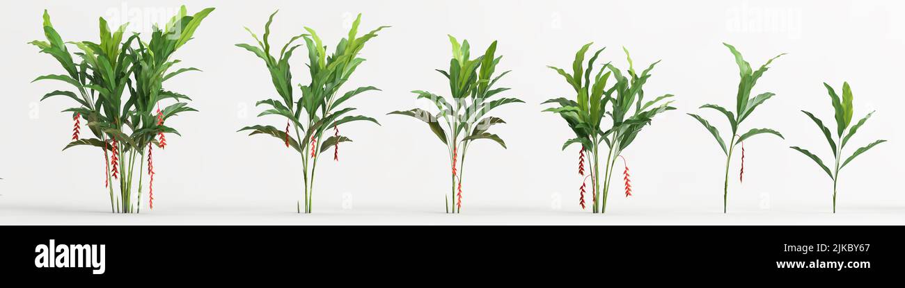 3d illustration of set heliconia tree isolated on white background ...