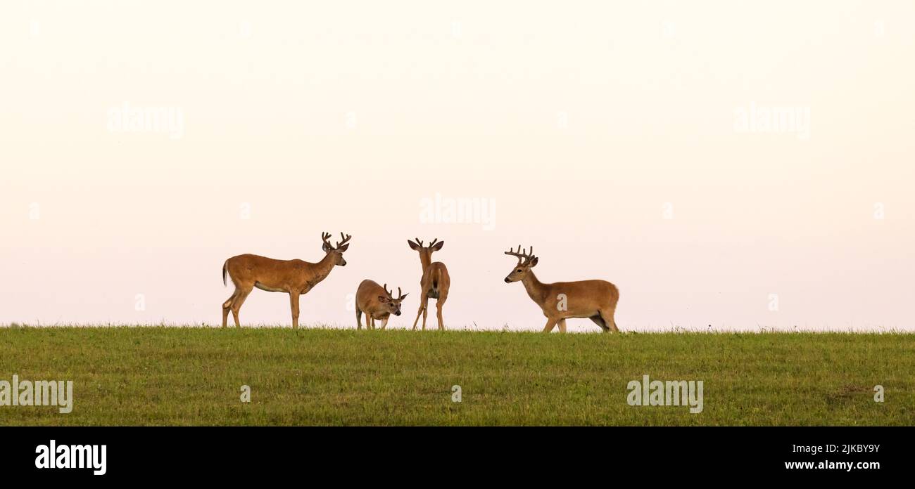 Young bucks on a hilltop in northern Wisconsin. Stock Photo