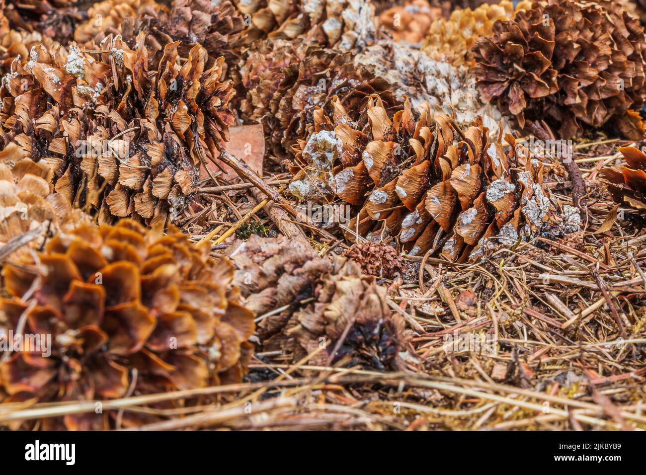 Pine cones lying on the ground. several brown open pine cones between brown pine needles. Structures of the empty pine cone with resin adhesion Stock Photo