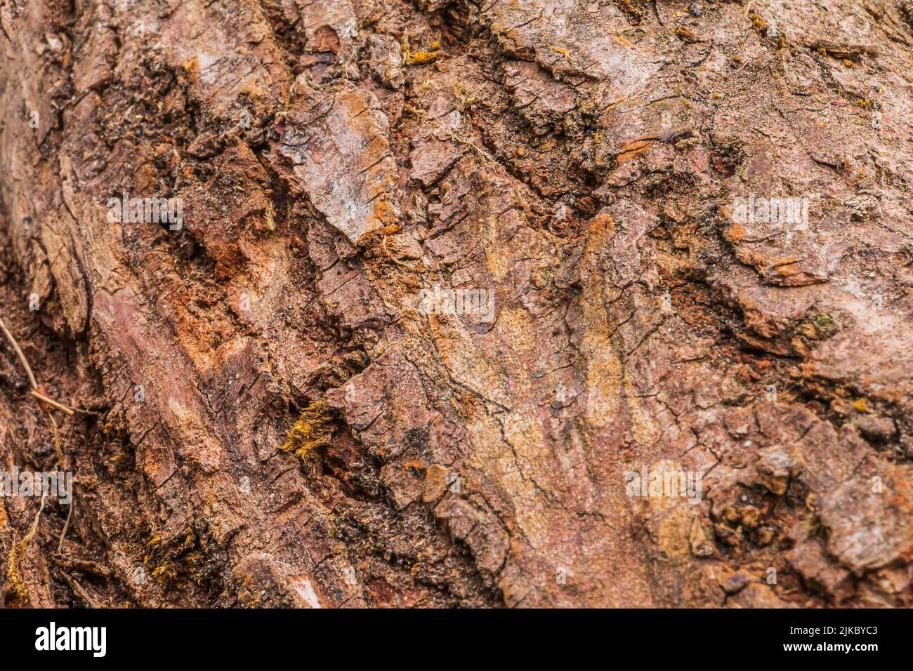 unstructured surface of a bark in daylight. brown bark from a tree. Structures of the bark visible in detail. Outer skin of a pine tree. Light brown Stock Photo