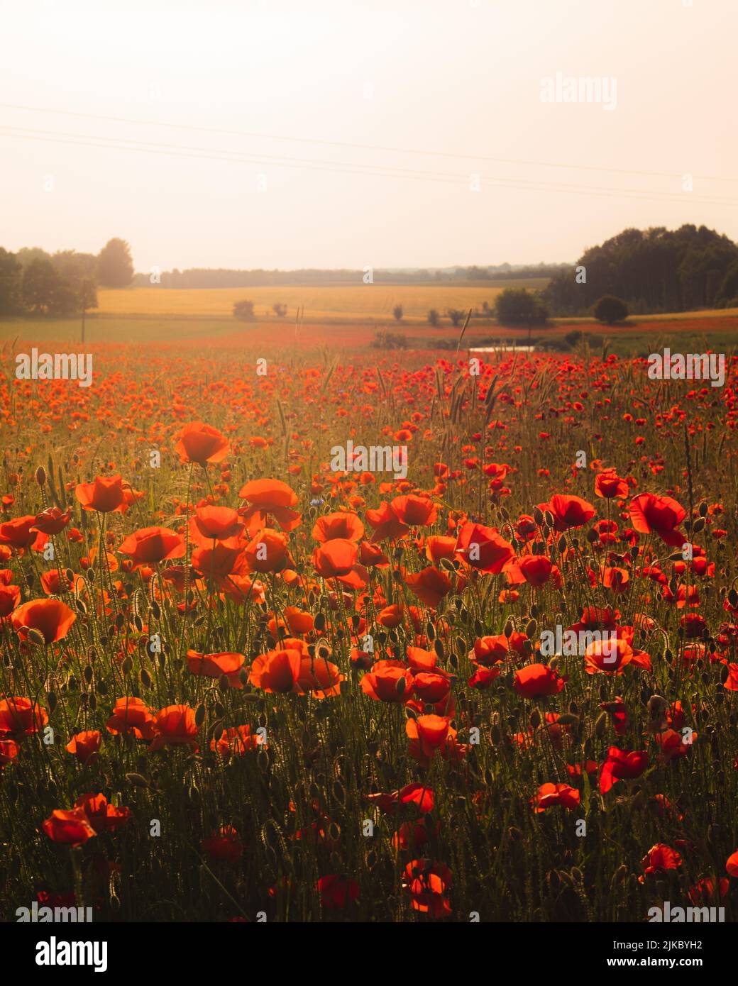 A vertical view of a beautiful red poppy field in bloom at sunset Stock Photo