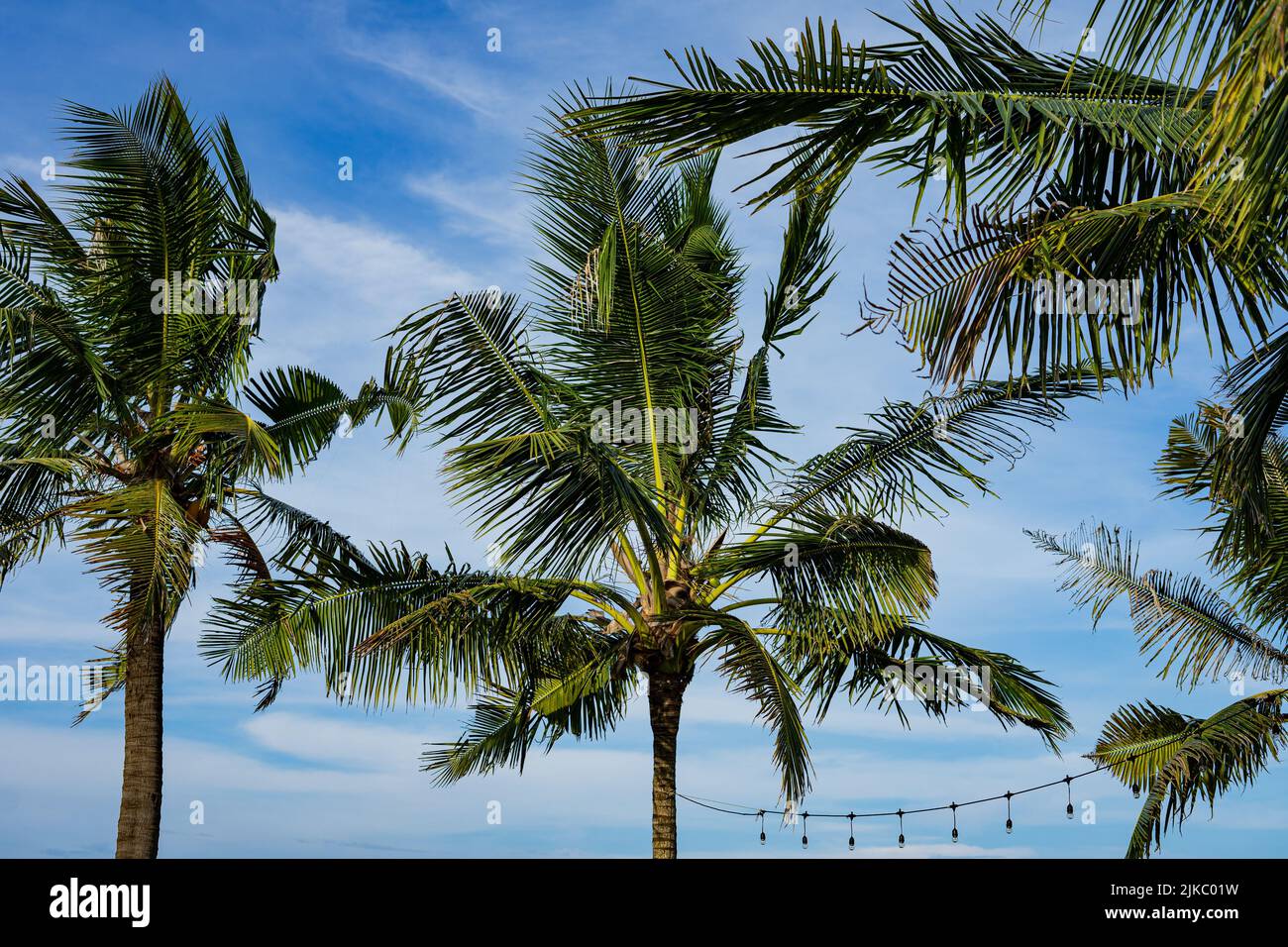 Top view lush coconut trees hi-res stock photography and images - Alamy