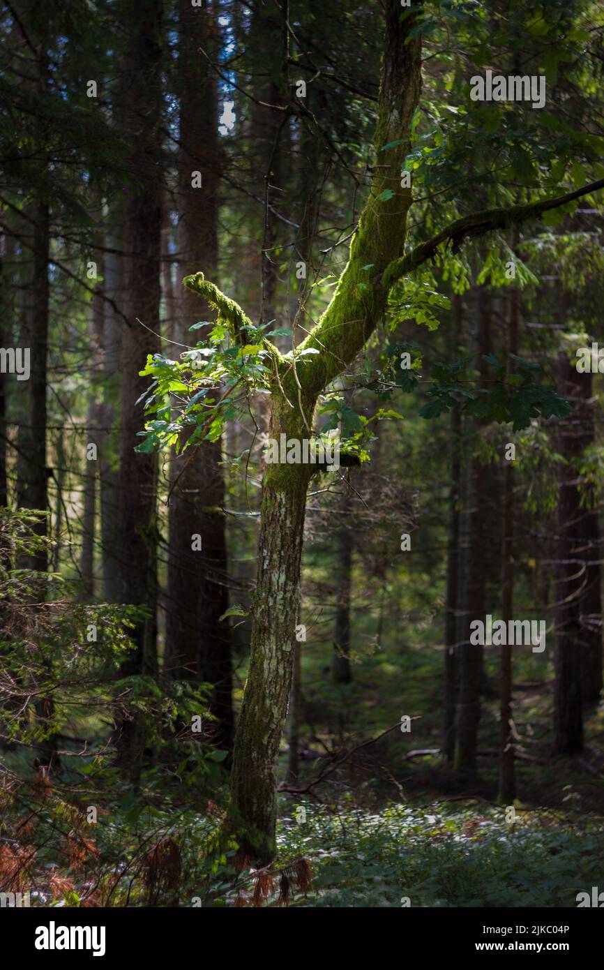 The beautiful forest scenery in summer, vertical Stock Photo - Alamy