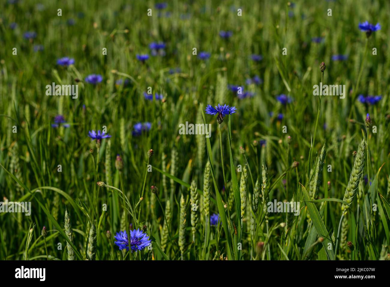 Blue flower cornflower close up shot. Flower summer meadow in Ukraine. Stock Photo